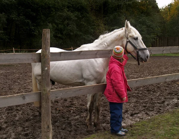 Kůň Paddocku Dítě Ohlapolo Bílým Koněm — Stock fotografie