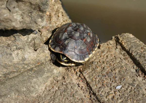 Eine Kleine Schildkröte Sonnt Sich Land Beckenrand — Stockfoto