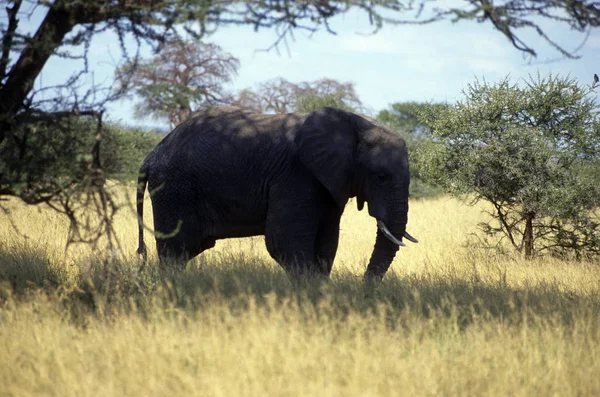 Vuxen Elefant Slätten Rör Sig Genom Gräset — Stockfoto