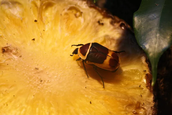 Bug Feeding Bright Surface Pineapple — Stock Photo, Image