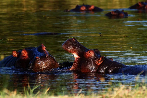 Dwóch Młodych Mężczyzn Hipopotam Hippopotamus Amphibius Próby Walki Figting Otwartymi — Zdjęcie stockowe