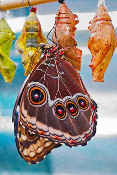 Borboleta Tropical Exótica Fundo Fora Lavado — Fotografia de Stock