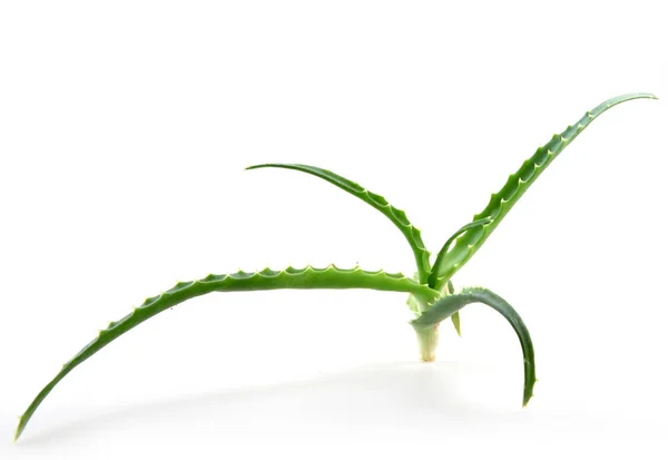 Aloe Vera Listy Bílém Pozadí — Stock fotografie