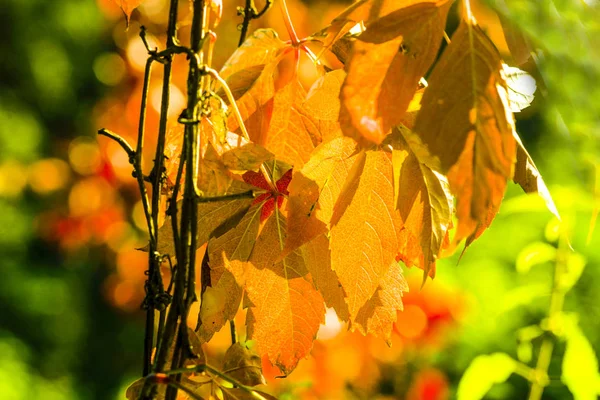Podzimní Listí Slunci — Stock fotografie