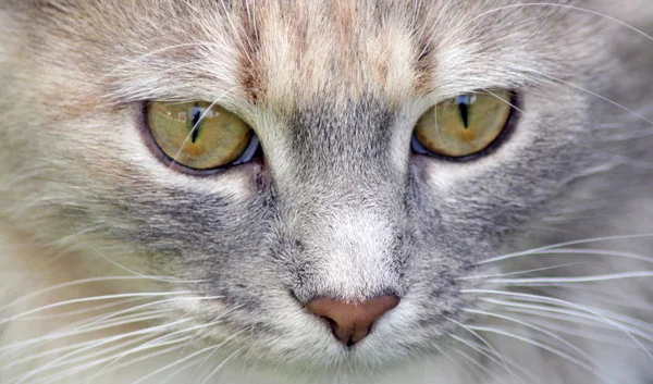 Primer Plano Lindo Gato — Foto de Stock