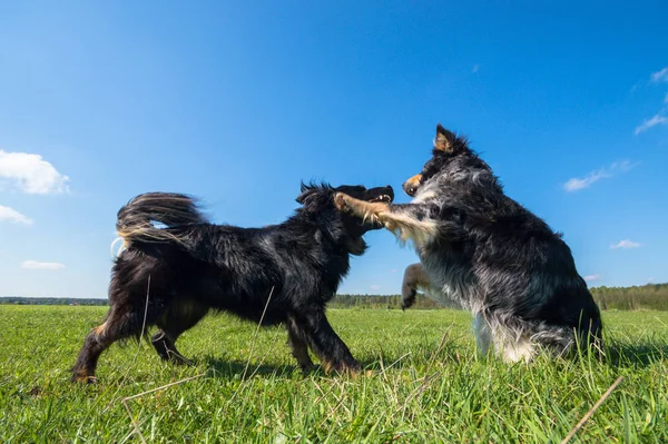 Güneşli Bir Gün Hayvan Serisi Içinde Komik Köpek — Stok fotoğraf