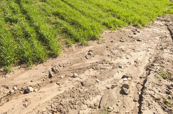 Detail Der Erosion Einem Getreidefeld — Stockfoto