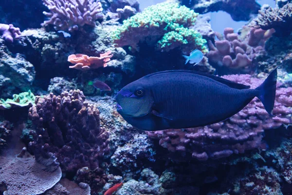 Bignose Unicornfish Known Naso Vlamingii Coral Reef — Stock Photo, Image