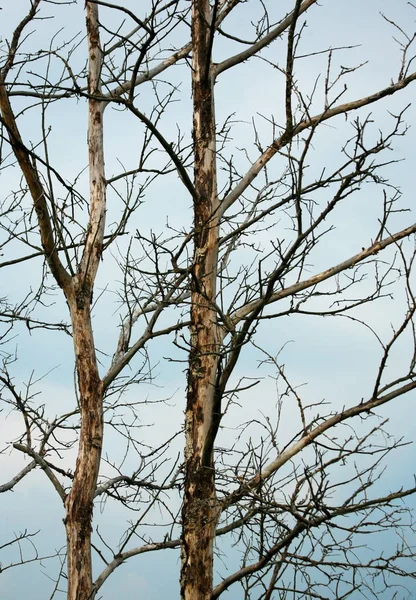 Alte Abgestorbene Bäume Vor Blauem Himmel — Stockfoto