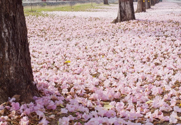 Flower Pink Trumpet Tree Falling Ground Tabebuia Rosea Family Bignoniaceae — Stock Photo, Image