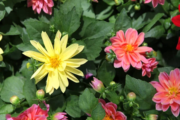 Nahaufnahme Bunter Blumen — Stockfoto