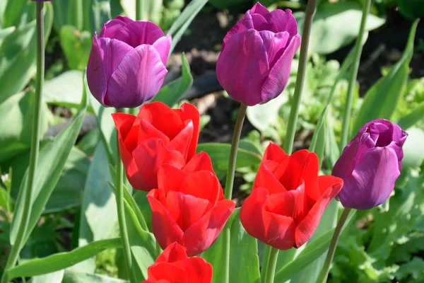 Tulipes Rouge Vif Violet Printemps — Photo