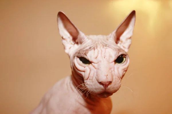 Haarlose Katze Ein Faltiger Haarloser Katzenkopf Sphinx Weiße Katze — Stockfoto