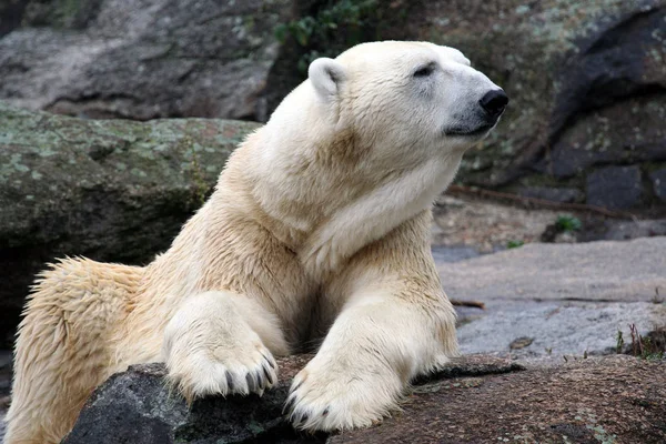 Bellissimo Orso Polare Seduto Sulla Roccia — Foto Stock