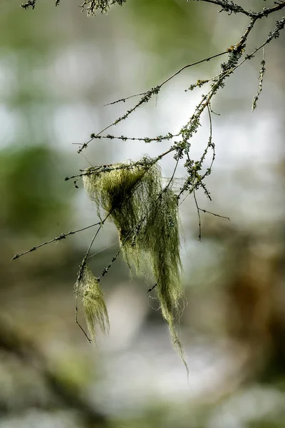 Bouquet Vert Mousse Sur Une Branche Dans Une Forêt Hiver — Photo