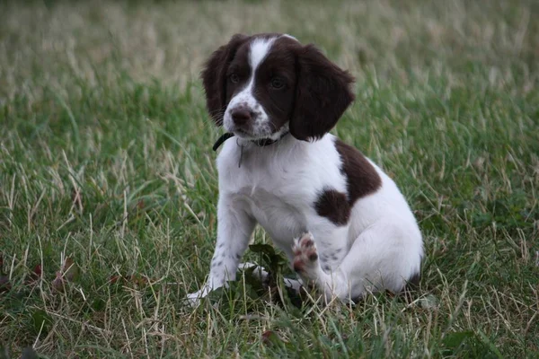 非常にかわいい若い肝臓と白のワーキングタイプ英語スプリンガーSpanielペットGundog子犬 — ストック写真