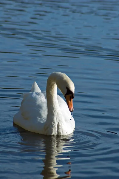 Cigno Bianco Sull Acqua Scura Dello Stagno — Foto Stock