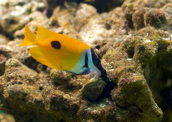 Colorful Tropical Fish Reef Photo Maked Aquarium — Stock Photo, Image