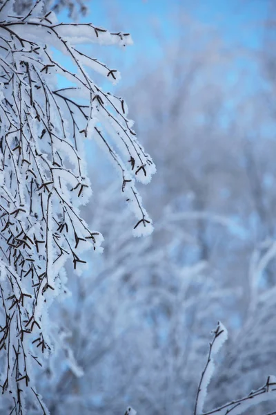 Hoarfrost Nas Árvores Floresta Fria Inverno Sobre Fundo Céu Azul — Fotografia de Stock