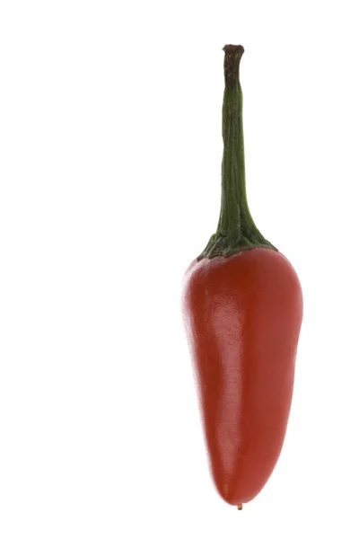 Isolated Macro Image Small Red Chilli — Stock Photo, Image