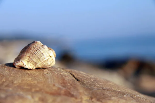 Coquille Mer Posée Sur Pierre Près Bord Mer — Photo