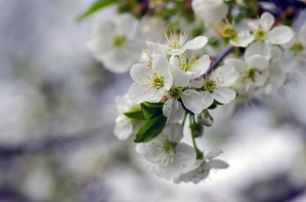 Цветение Сакуры Крупным Планом Естественном Фоне — стоковое фото