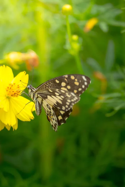 Színes Virág Természet Háttér Gyönyörű Pillangó — Stock Fotó