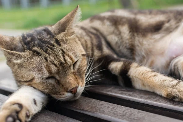 Τιγρέ Γάτα Που Βρίσκεται Μια Καρέκλα Για Ύπνο Στο Χωριό — Φωτογραφία Αρχείου