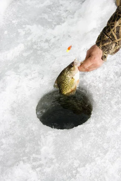 Macho Mano Tirando Sunfish Fuera Agujero Congelado Verde Lago Minnesota — Foto de Stock