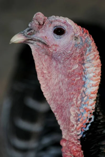 Retrato Pavo Con Detalle Piel Facial Rosa — Foto de Stock