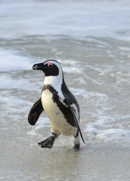 Περπάτημα Αφρικανική Penguin Spheniscus Demersus Στην Παραλία Νότια Αφρική — Φωτογραφία Αρχείου