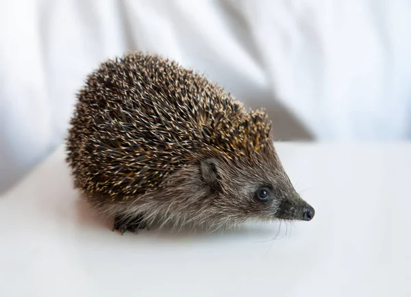 Grå Pricklig Igelkott Vit Suddig Bakgrund — Stockfoto