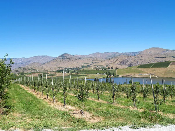 Filas Árboles Frutales Huerto Montaña — Foto de Stock