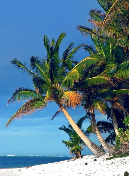 Palmeira Rarotonga Ilhas Cook — Fotografia de Stock