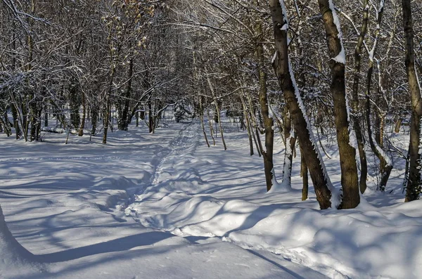 Magnetyczne Zimowa Scena Lasu Pokryte Świeży Śnieg Parku Sofia Bułgaria — Zdjęcie stockowe
