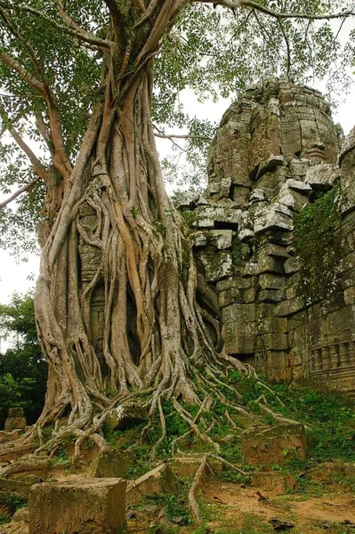 Körningar Gammalt Kambodjanska Tempel Djungeln — Stockfoto