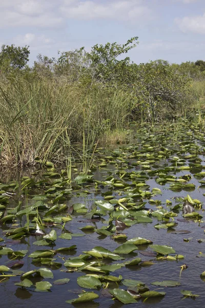 Parco Nazionale Delle Everglades Estate — Foto Stock