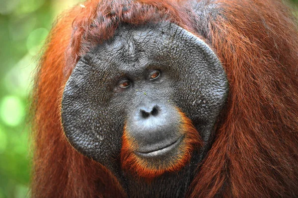 Adult Male Orangutan Close Portrait Adult Male Orangutan Wild Nature — Stock Photo, Image