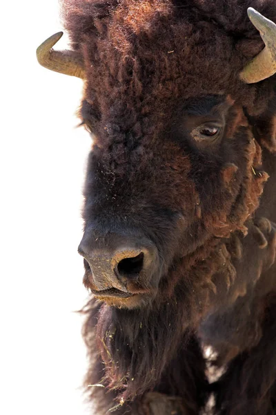 Oso Negro Sobre Fondo Blanco — Foto de Stock