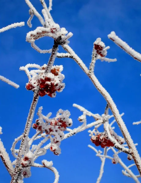 Árvore Berried Vermelha Coberta Geada Hoar Sob Céu Azul — Fotografia de Stock