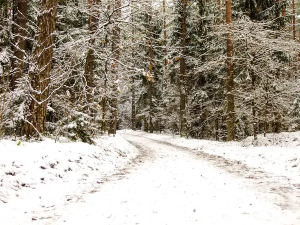 Snowy Zakrzywiona Droga Litewskiej Zimy Pine Forest — Zdjęcie stockowe