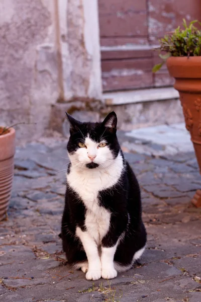 Posezení Černé Bílé Kočky Venku — Stock fotografie