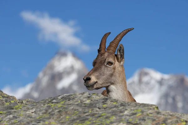 Blízký Pohled Mladého Capra Ibex Nedaleko Bílého Jezera Nedaleko Chamonix — Stock fotografie