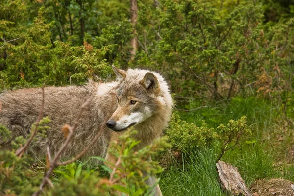 Closeup View Wolf Wild Nature — Stock Photo, Image