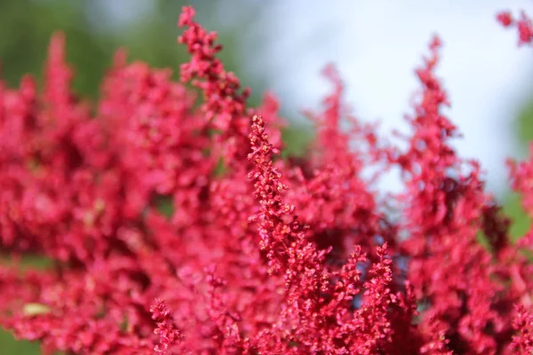 Close Astilbe Red Flower Green Background — Stock Photo, Image