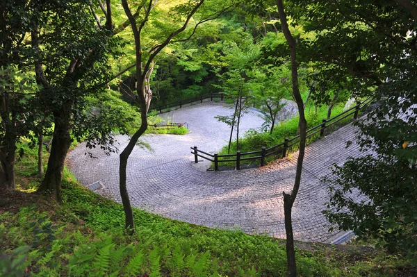 Camino Bosque — Foto de Stock