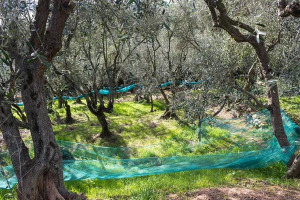 Jardim Azeitonas Durante Colheita Feita Com Redes — Fotografia de Stock