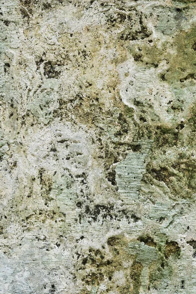 Textur Der Alten Betonmauer Mit Flechtenmoosschimmel Als Hintergrund — Stockfoto