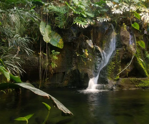 Рукотворні Тропічні Ліси Водоспад Оточені Тропічними Рослинами — стокове фото