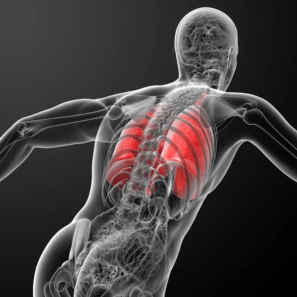 Дихальна Система Людини Рентгенівському Вимірі Легені — стокове фото